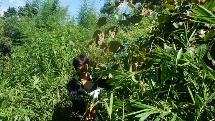 竹と笹を駆除して キュウイを育てたい ユンボ が必要です