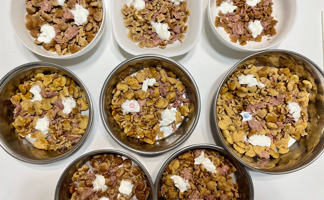 犬のごはん1週間分相当のご支援