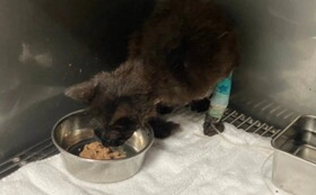 なつ応援コース