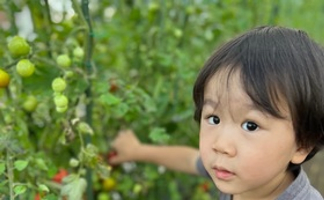収穫した野菜をお届けします