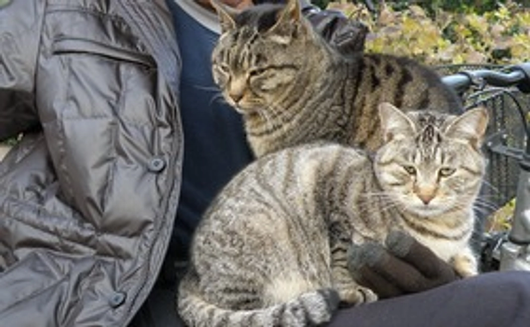 毎月、梅猫サポート5,000円コース