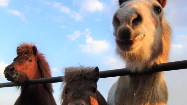 ポニー3頭の一口馬主になって、南相馬にポニー牧場を創ろう!