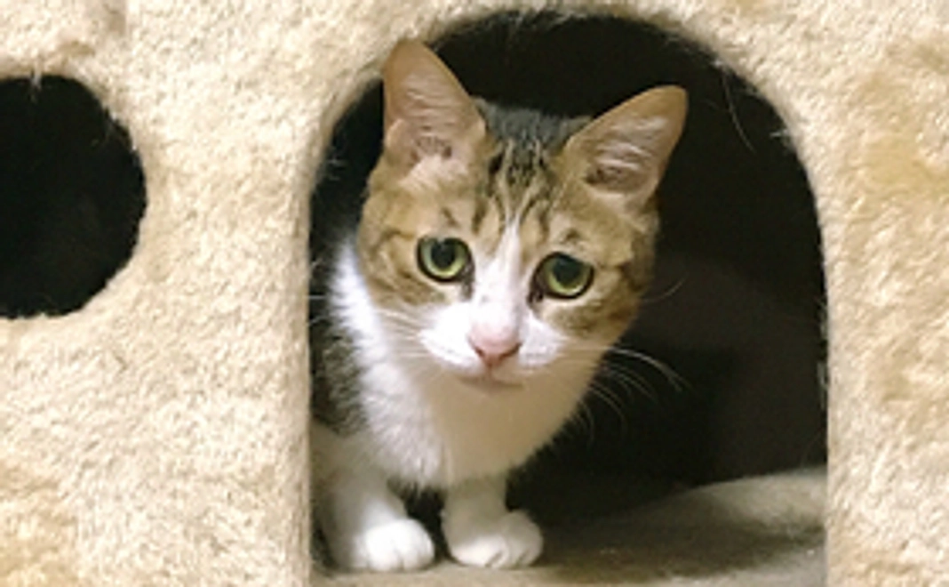 リターンなし　小田原３２CATS応援　２２００円コース