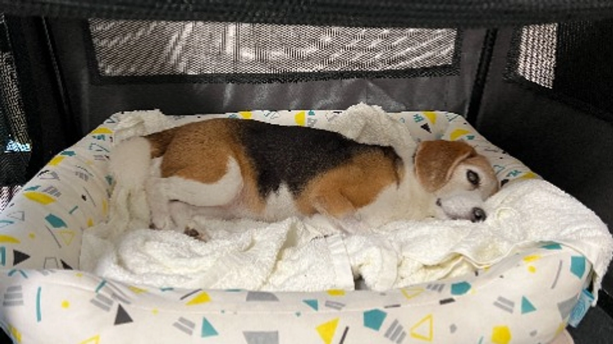 10/3 三歩進んで四歩下がる、また徹夜看病になってしまいました