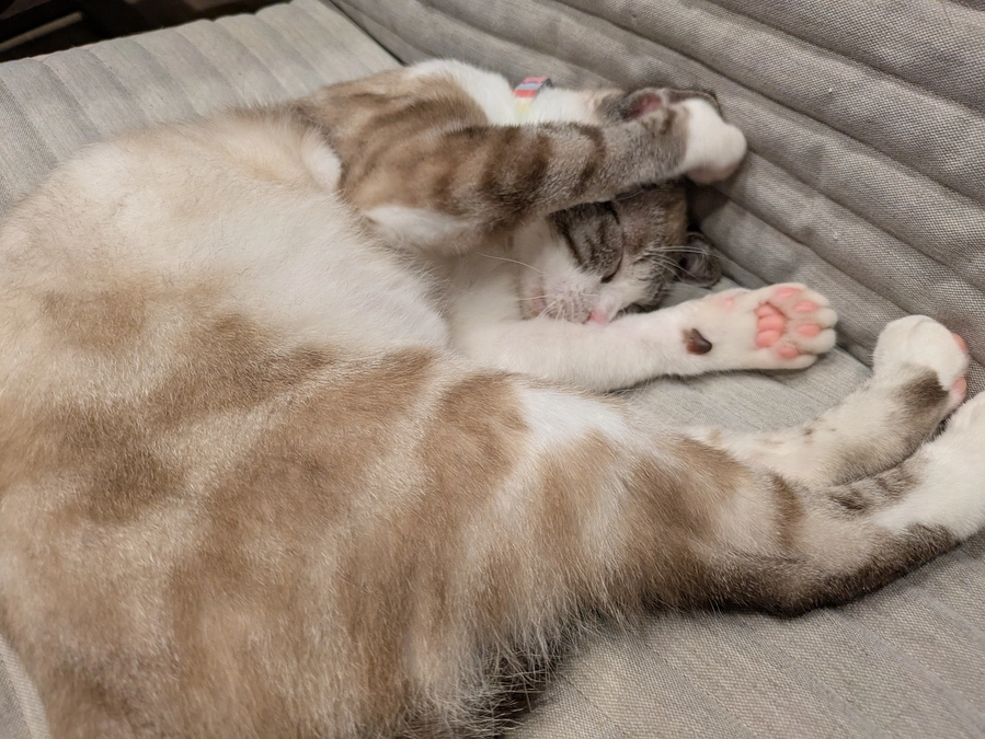 ［あおいちゃん］トライアル出発！