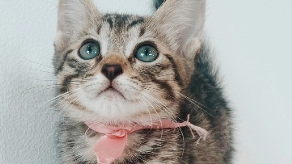 【900万円突破しました！！第二目標到達まであと少し】あたたかい応援コメントを紹介します！