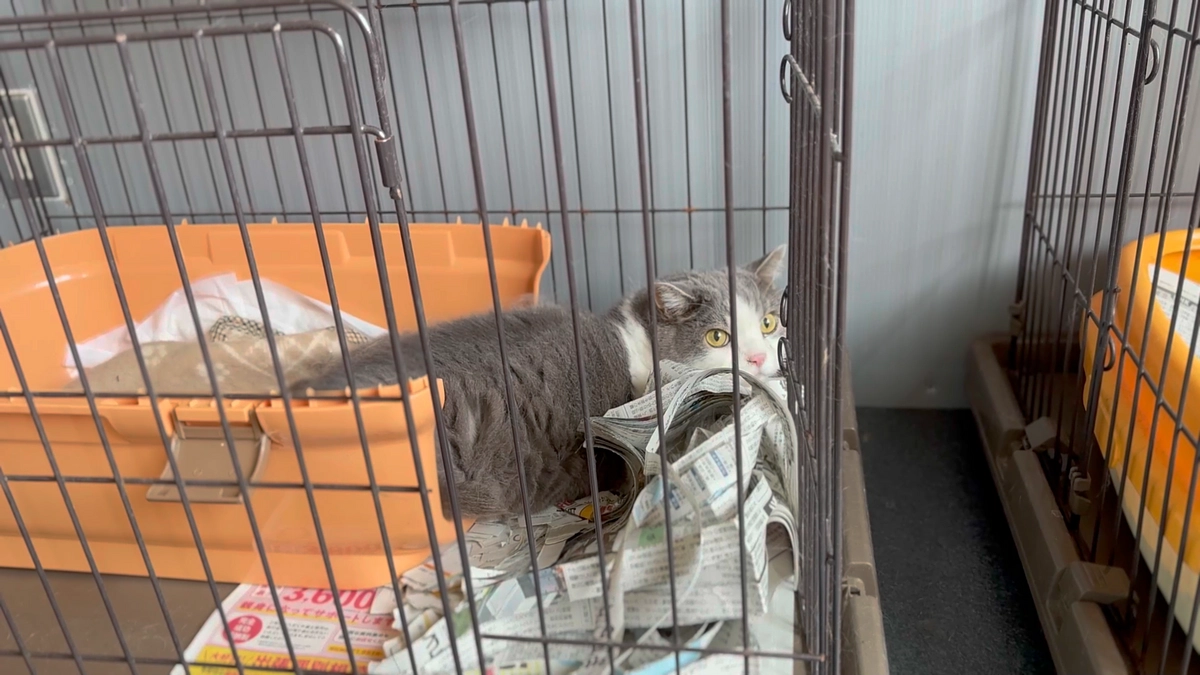 また、新たに捨てられたシニア猫