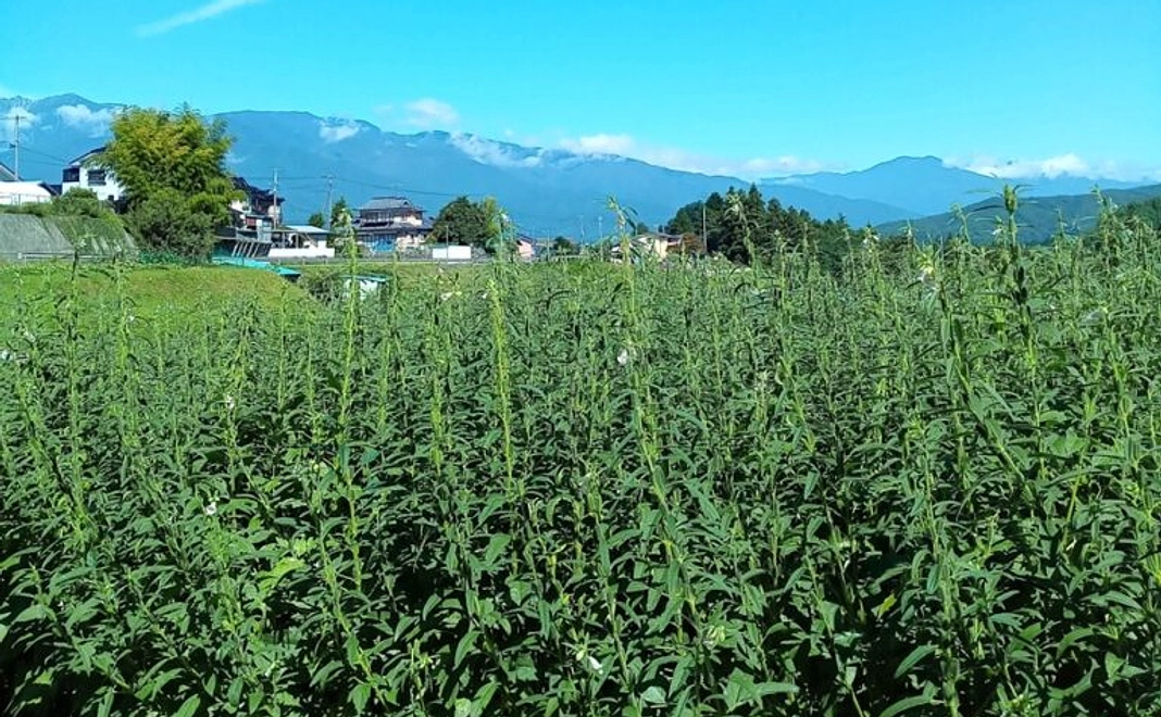 御礼【ごまの収穫作業体験コース 3~8名】