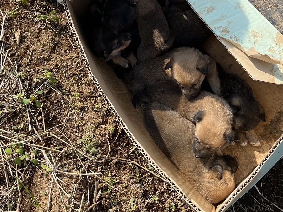 緊急！！この子を助けたいです！！