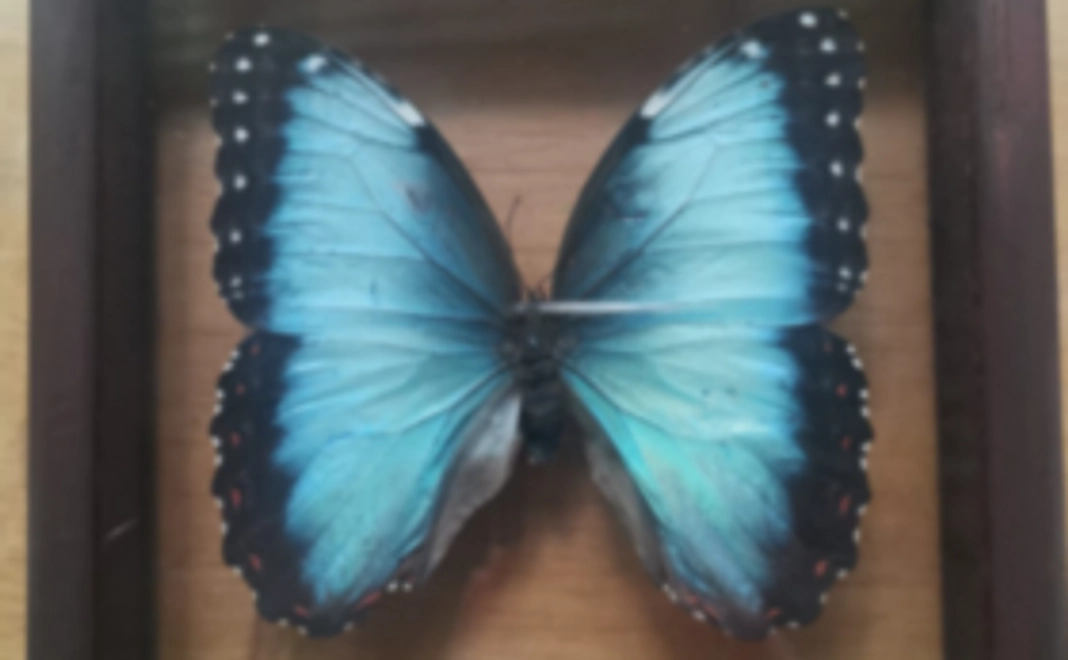バーチャルツアービデオ+モルフォ蝶の標本