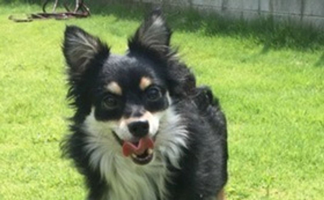 毎月1,000円継続的に支援する　（一般個人向け）　　　【はぐくみパートナー2】