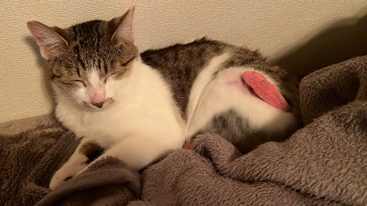 11月8日　アンジュちゃんトライアル開始