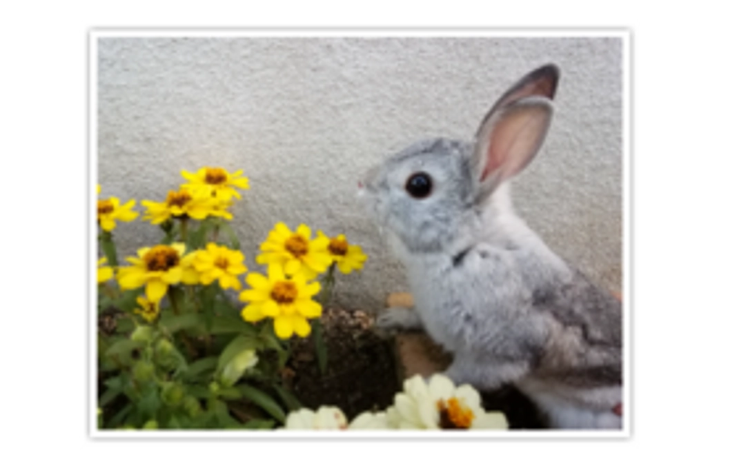 ポストカード3枚