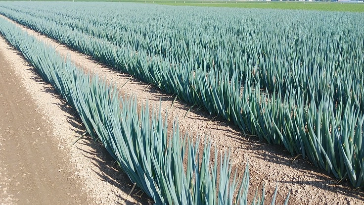 農業で障がい者がもっと活躍できる社会をつくりたい‼