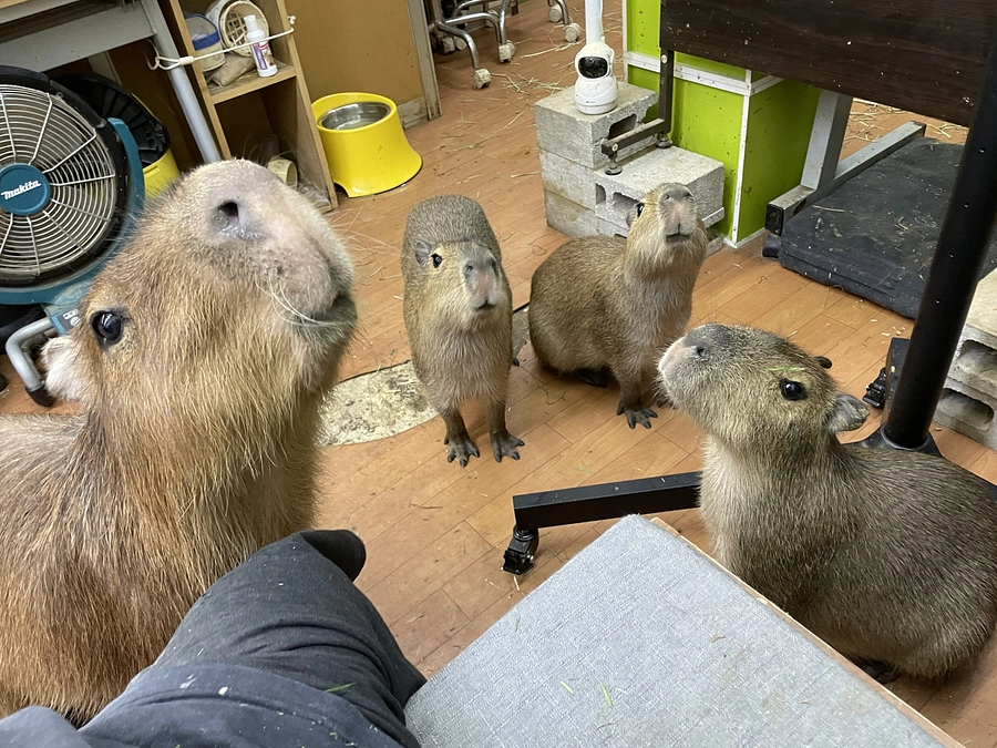 プロジェクト支出内訳の件 Breakdown of expenditures for the PJ