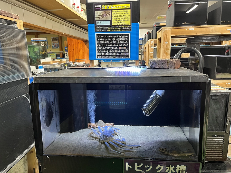 まだまだ元気ハツラツ！色変わりズワイガニ「青紫」の展示を行っています！