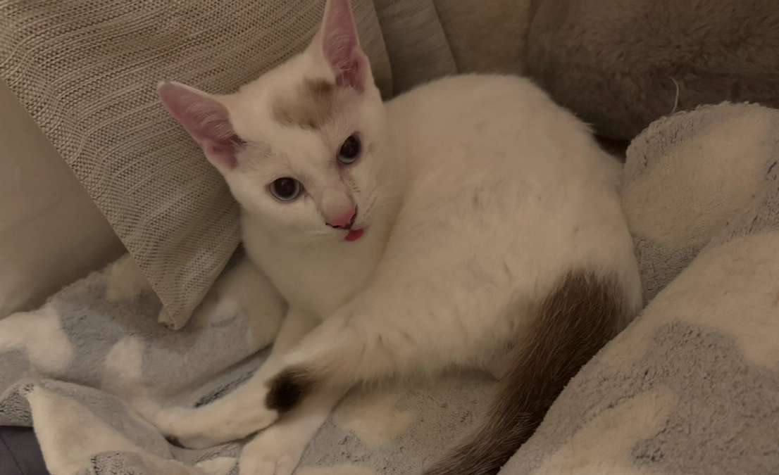 シンバ、カロリー不足？