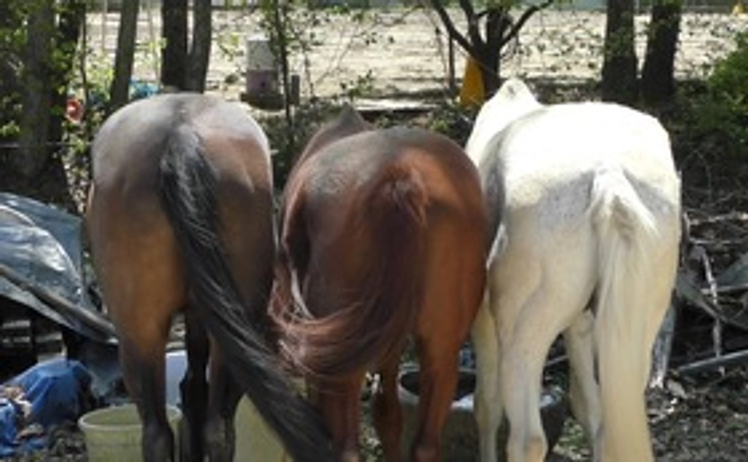 げんき牧場応援コース2