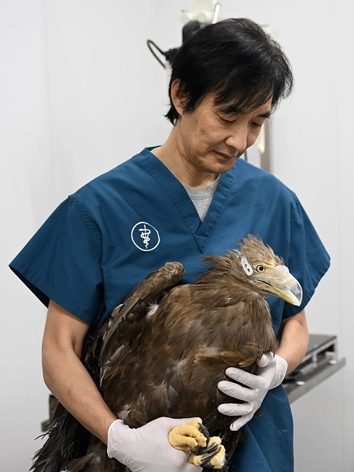 上の嘴（くちばし）を失い義嘴で生活するオジロワシ“ベック”がテレビに登場します！