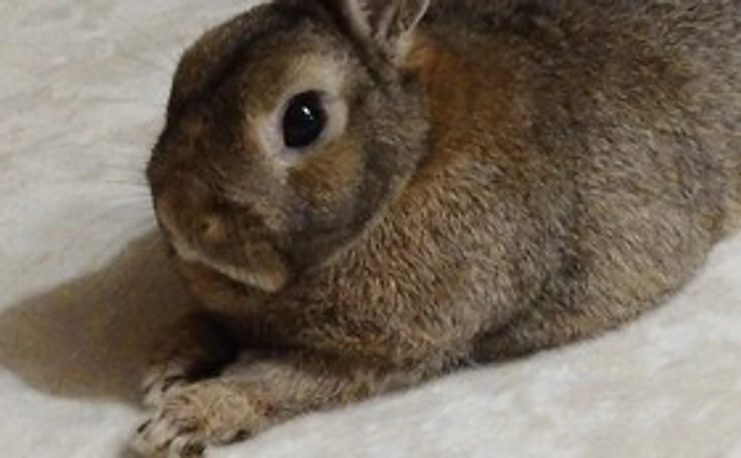 ぽんちゃん応援１