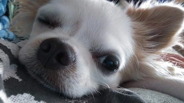 僧帽弁閉鎖不全症、愛犬『PUNK』の命を助けて下さい！！ のトップ画像