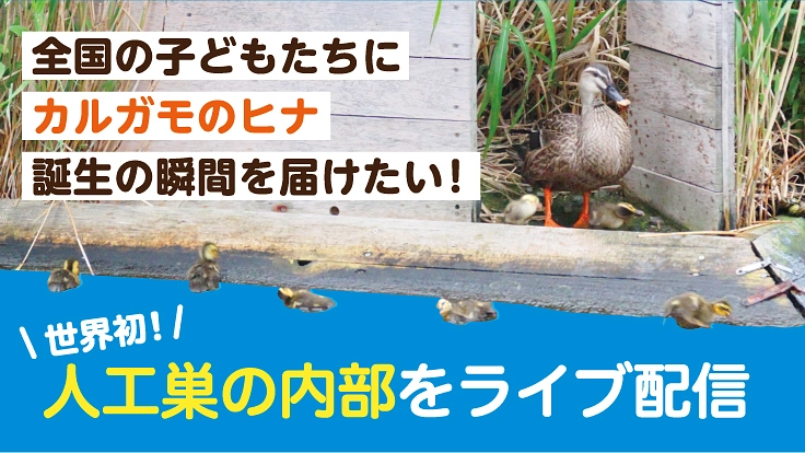 カルガモのヒナ誕生の感動ライブ映像！全国の子供に届けたい！！