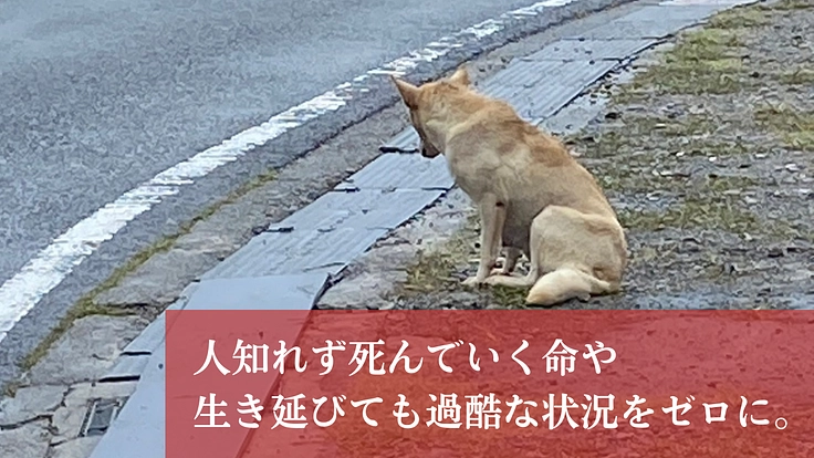 人知れず消えていく命をゼロに。悲願「野犬の保護シェルター」新設へ 6枚目
