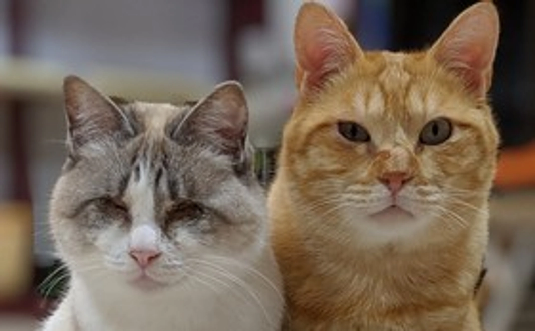 １０００円で応援