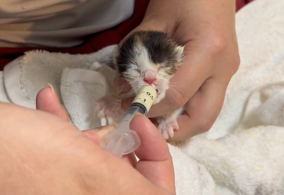 多頭飼育崩壊からのレスキュー