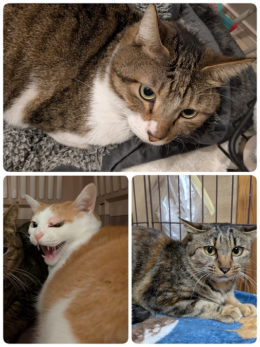 3匹の医療について