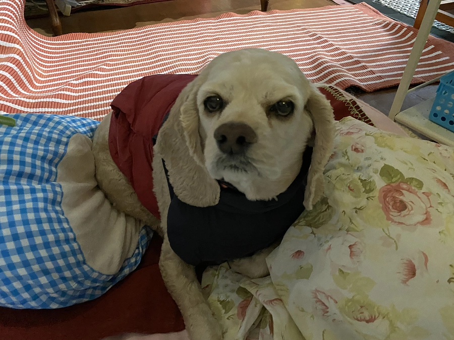 ロレンツアリンパ腫癌と戦ってます　助けて下さい！首の下の腫瘍が大きくなりました