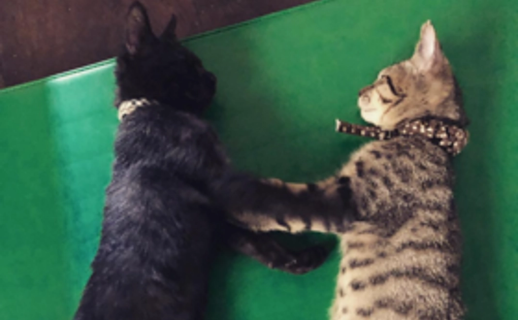 シルバーサポーター