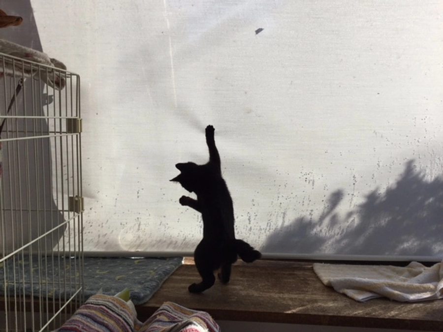 がんばらない、ねこがんばらない、いぬもにんげんも、ときにがんばらない。