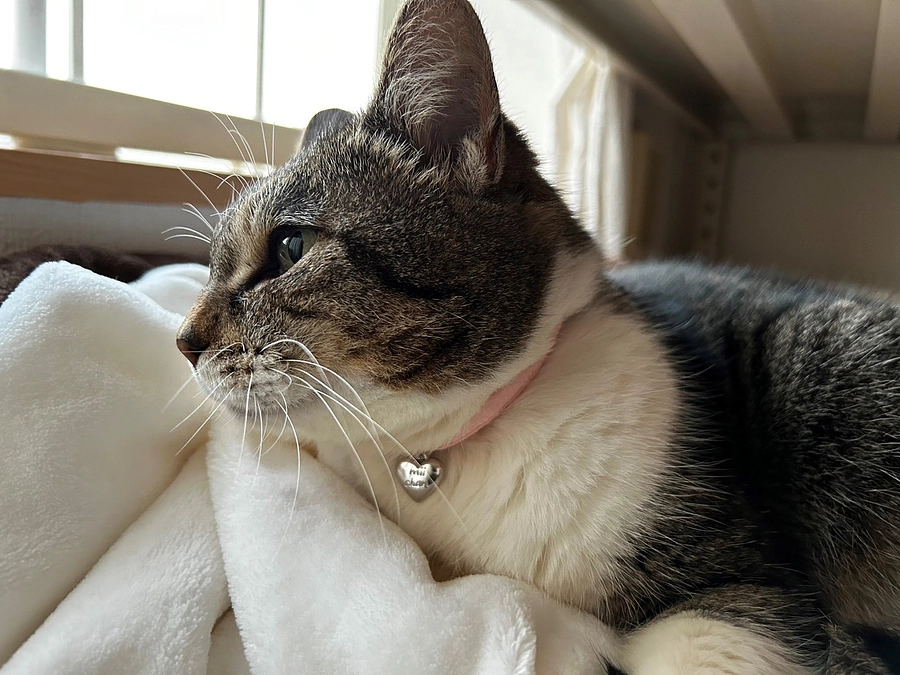 【シェルターNEWS】ミーちゃんの正式譲渡が決定しました！