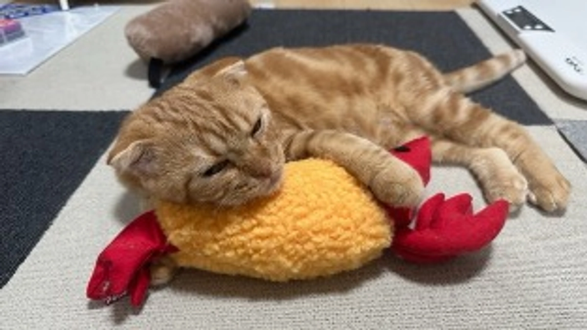 FIP経過観察14日目