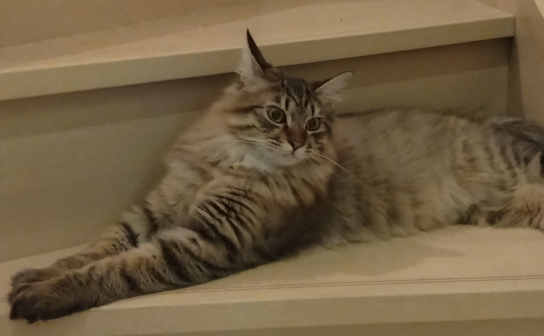 ご支援よろしくお願いします! 感謝のメールをお送りいたします!