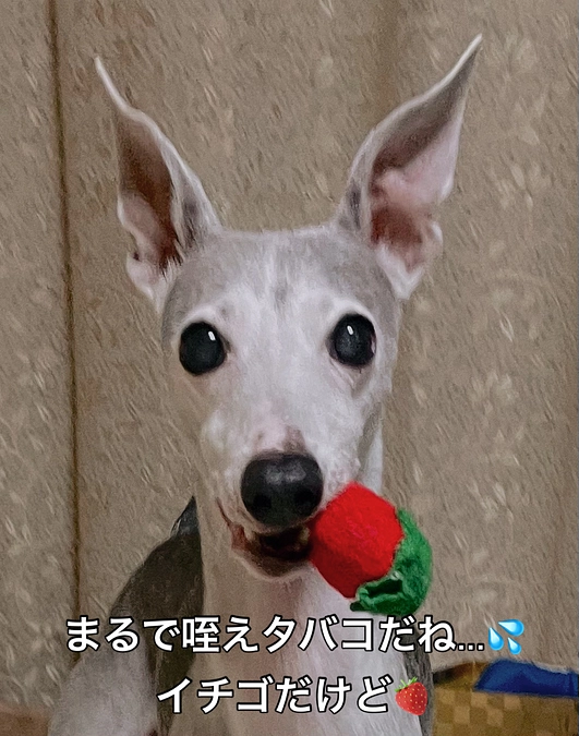 心臓の負担になるオモチャは没収かな💦