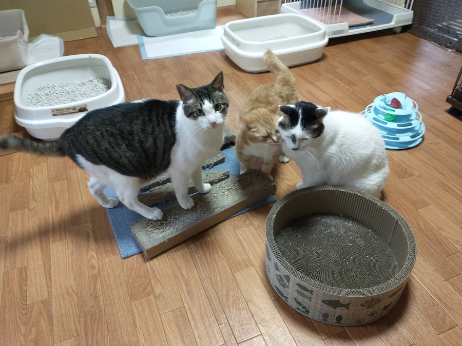 シェルターだより（4月）