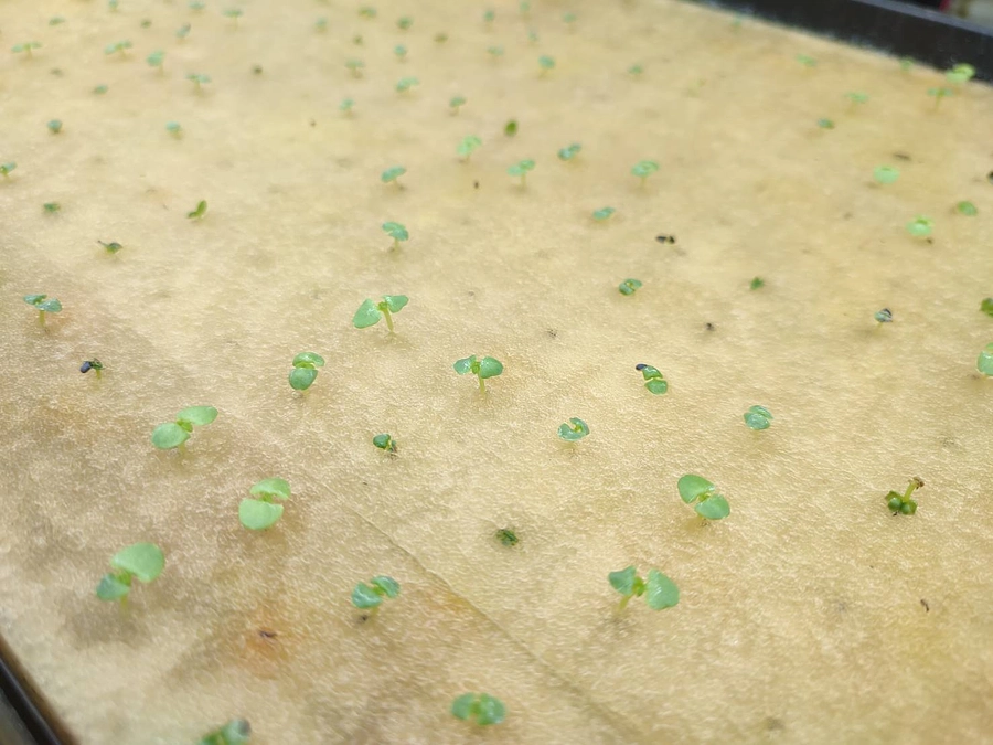 ～カウントダウン残りあと２日！！～八幡平スマートファームにどうかご支援の程お願いいたします～