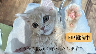 FIPの子猫を助けてください。 のトップ画像