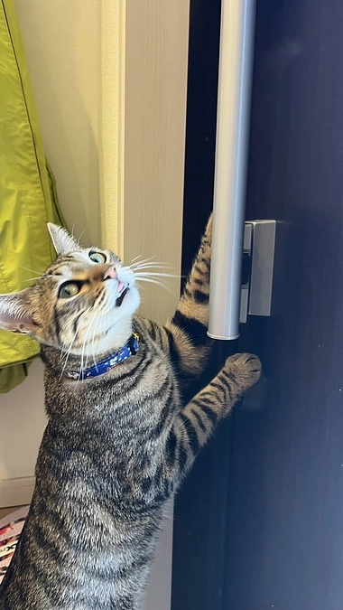 預かりさんのヒカル君