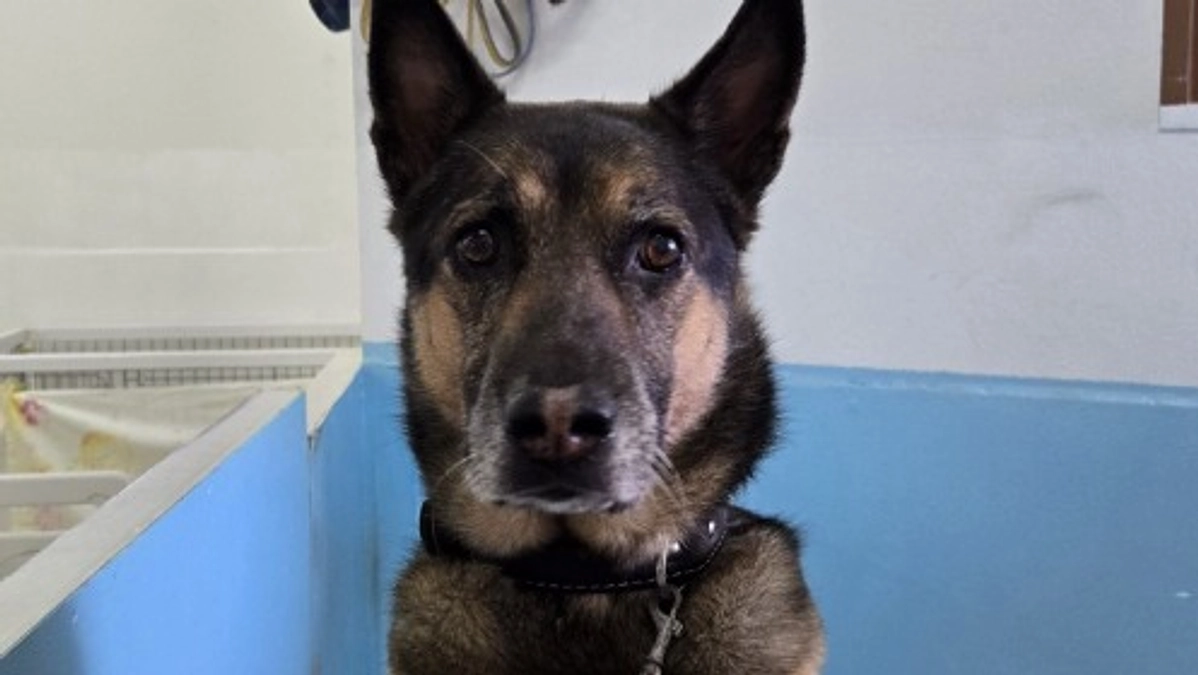 シェパードMIXの保護犬ジュニア。元気ですが、譲渡は難しく終生飼養のつもりです。