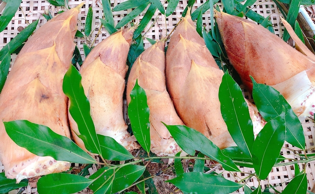 合馬産たけのこ　1kg