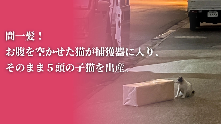 「不幸な猫ゼロ」を目指して。猫たちを救うセーフティネットにご支援を 5枚目