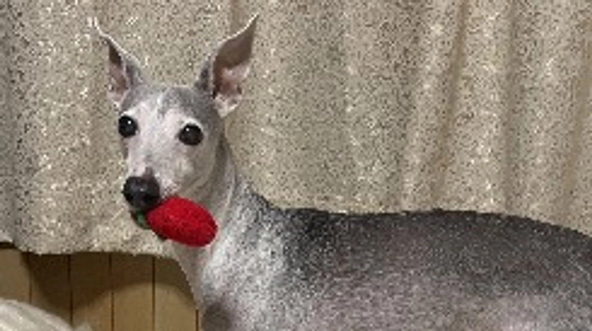 クラウドファンディング有難う御座いました❗️🙇‍♀️✨