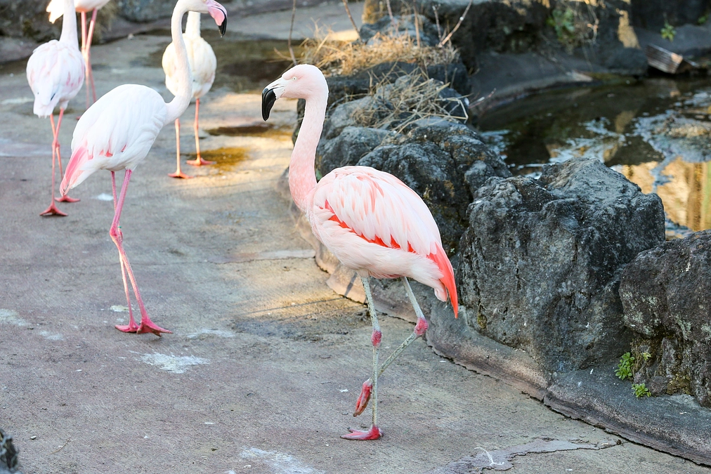 1月24日(水) 進捗報告・動物紹介～フラミンゴ学 入門編～