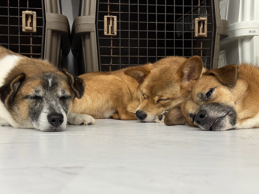 プロジェクト終了と現状について