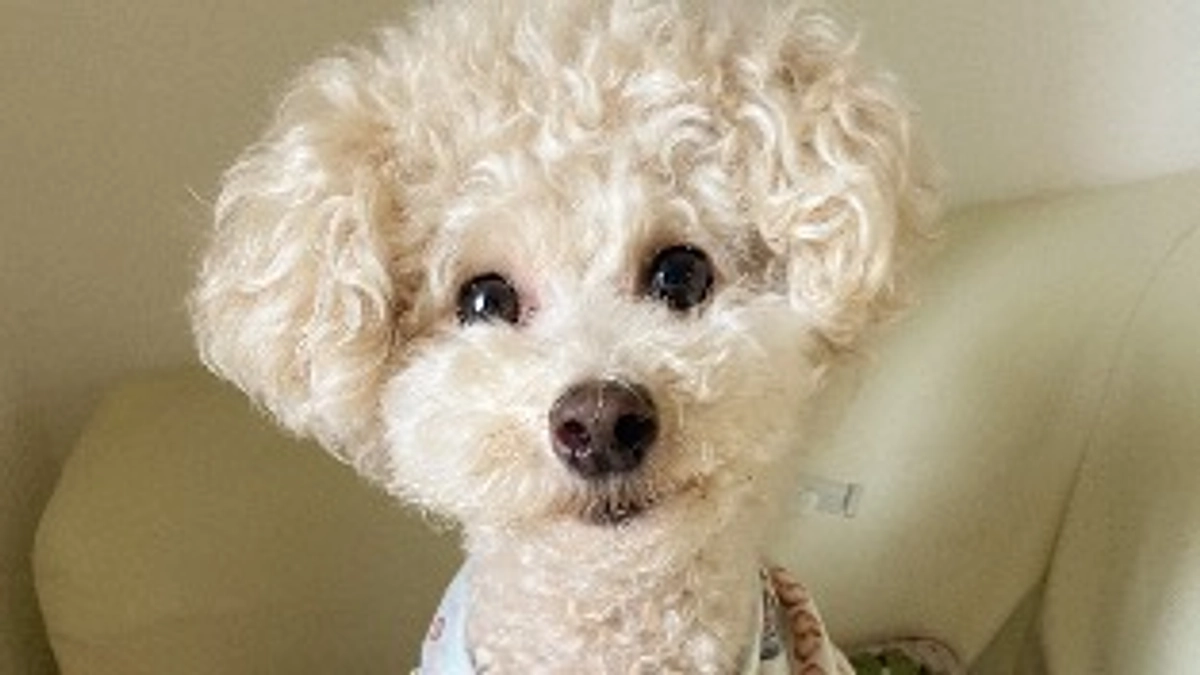 🐶クラファンスタート&インスタ開設しました！