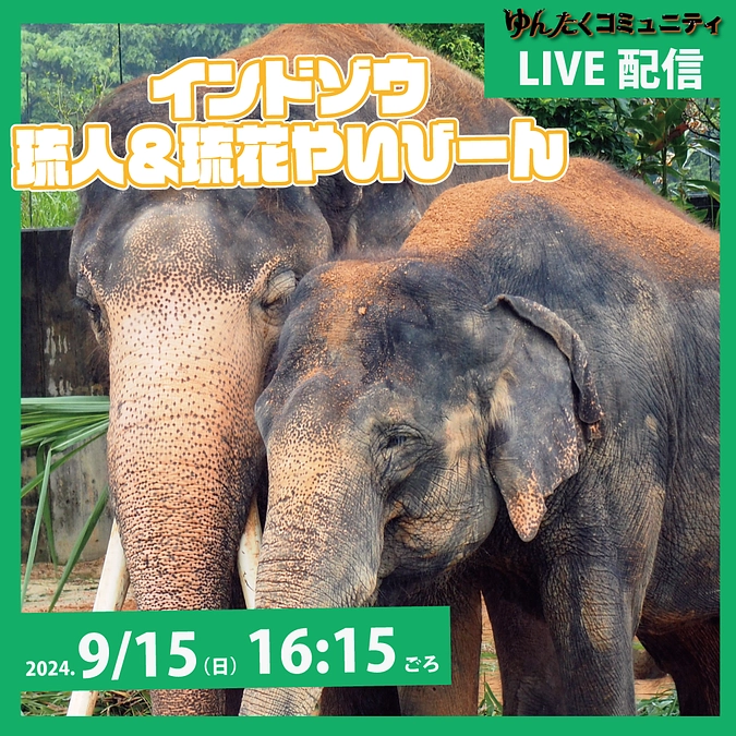 ゆんたくコミュニティ限定ライブ配信「インドゾウ 琉人＆琉花やいびーん」