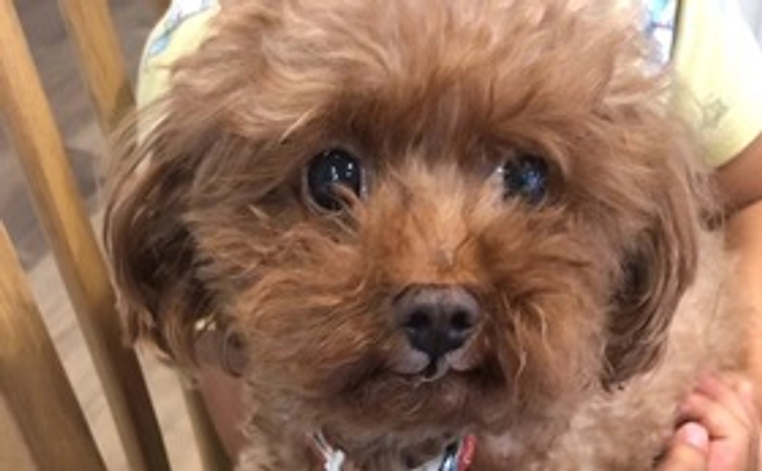 ⑨ちゃなサポーター